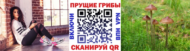 Псилоцибиновые грибы Psilocybine cubensis  Купить  Закаменск 